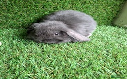Mini Lion Lop rabbits for sale: MINI LOP DOES - Image 3