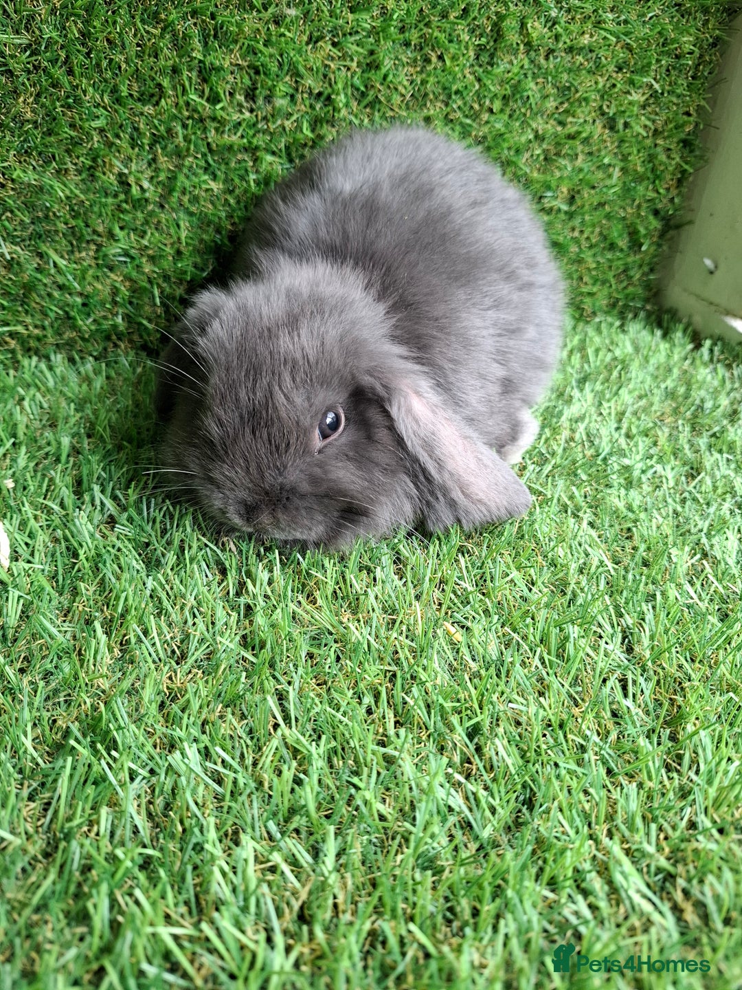 Mini Lion Lop rabbits for sale: MINI LOP DOES - Image 3