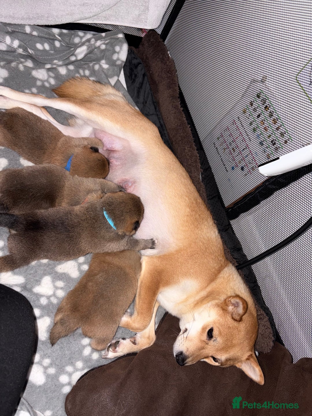 Japanese Shiba Inu dogs for sale: Japanese Shiba Inu puppies  - Advert 5