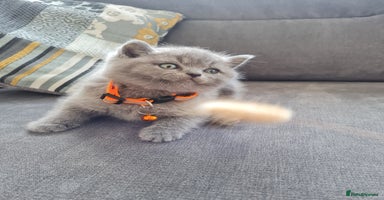 British Shorthair cats - Advert 7
