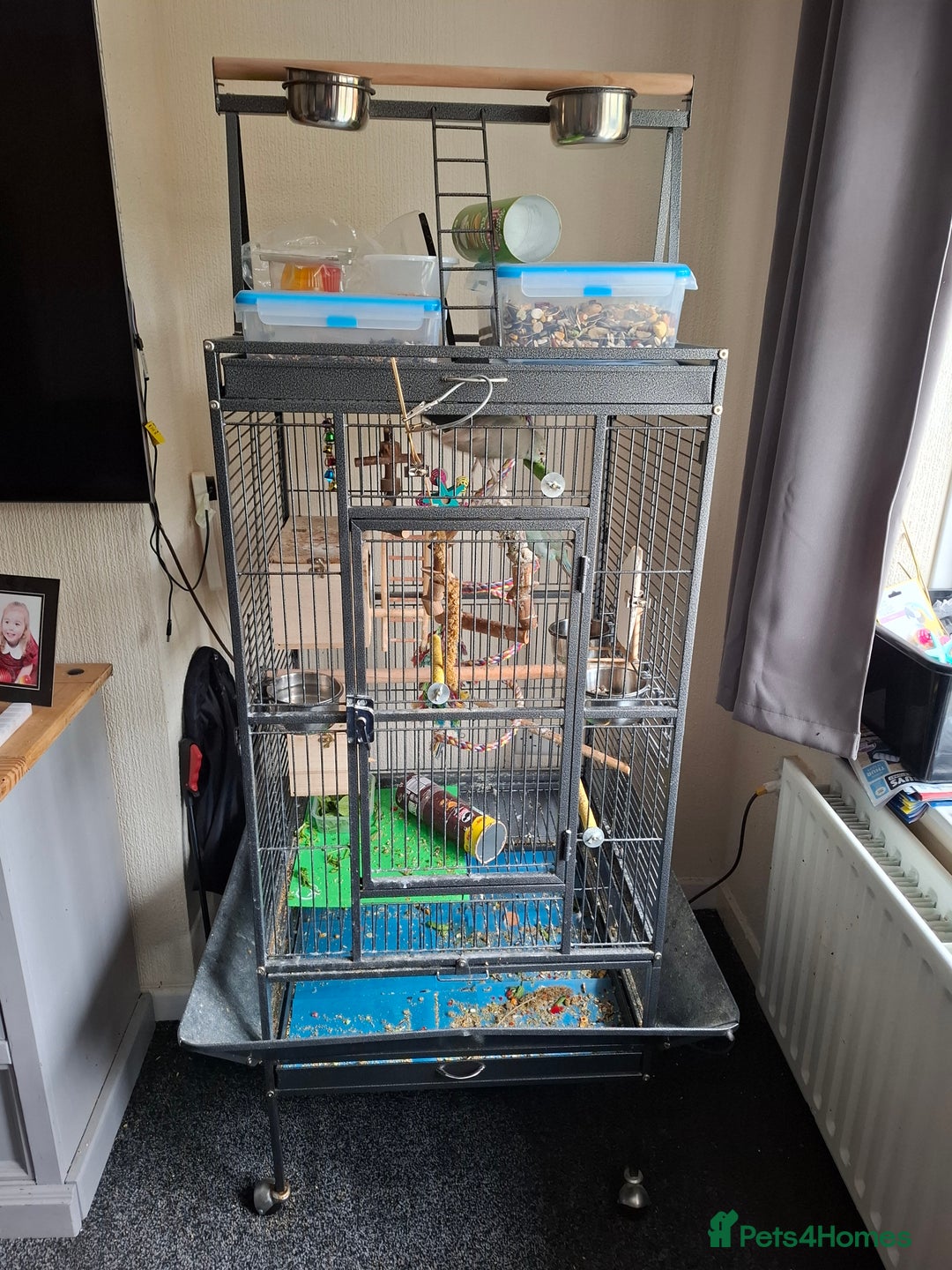 Parakeets birds for sale: 2x kakarikis and large cage  - Image 5