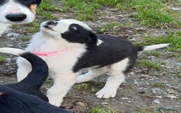 Border Collie dogs for sale: Gorgeous Border Collie pups - Image 13