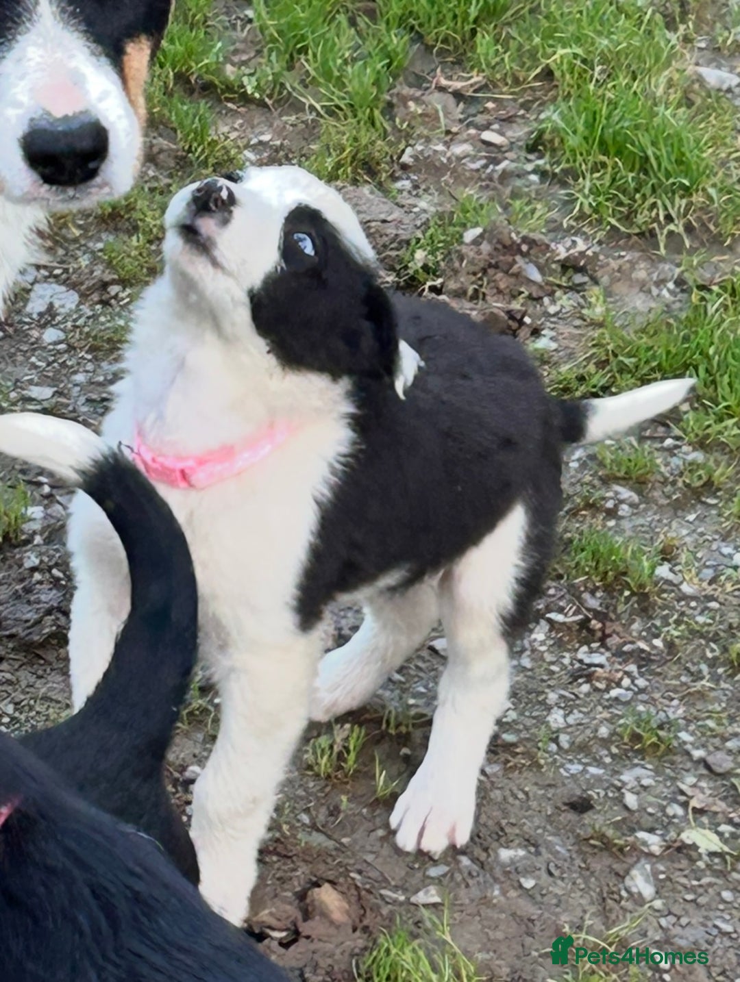 Border Collie dogs for sale: Gorgeous Border Collie pups - Image 13