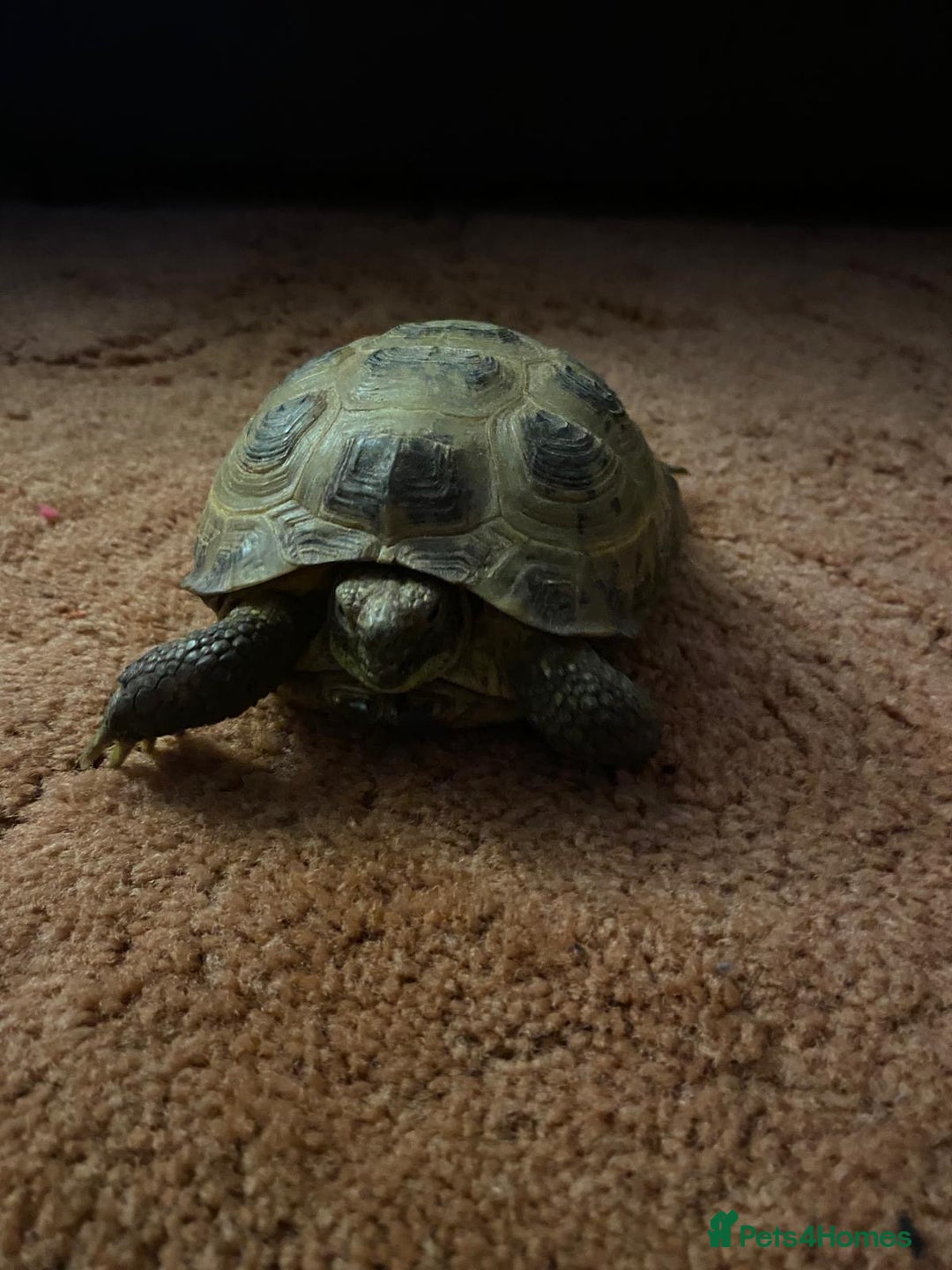 Tortoise reptiles for sale: Pair of Male Horsefield Tortoises with full set up - Advert 17