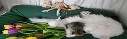 British Longhair cats for sale: British Longhair and Shorthair. Pure white & tabby - Advert 7