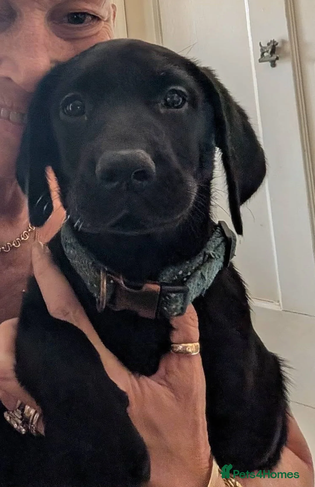 Labrador Retriever dogs for sale: Black Labrador Bitch - Advert 2