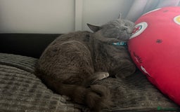 British Shorthair cats for sale: Two Beautiful Kiitens - blue sh & ginger tabby  - Image 2