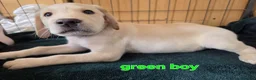 Labrador Retriever dogs for sale: Ready to leave labrador puppies 2girl 3male left  - Advert 10