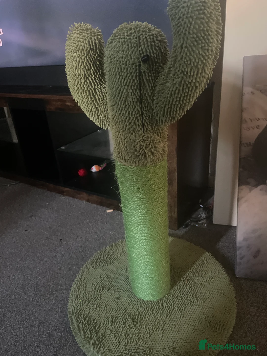 Mixed Breed cats for sale: Beautiful Tabby - Advert 5