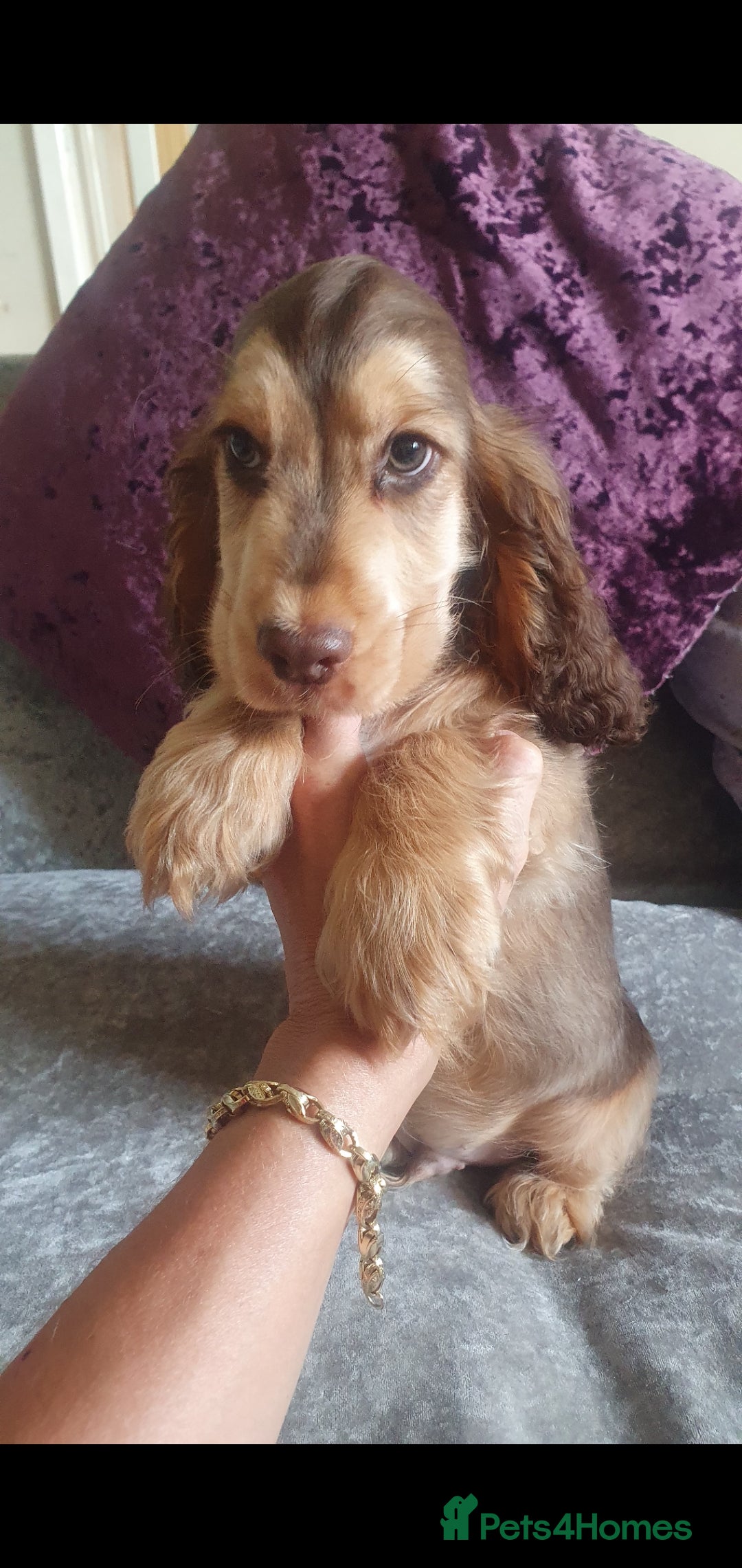 Cocker Spaniel dogs for stud: Chocolate Roan stud - Image 9
