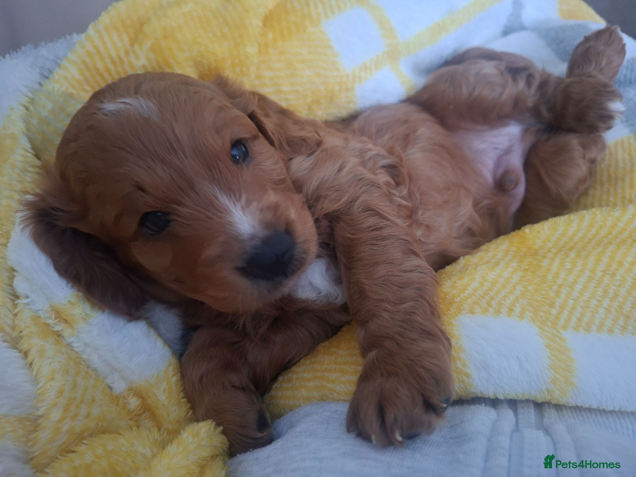 Cockapoo dogs Cockapoo Puppies PRA Clear! 262 DNA tests clear! - Advert 1