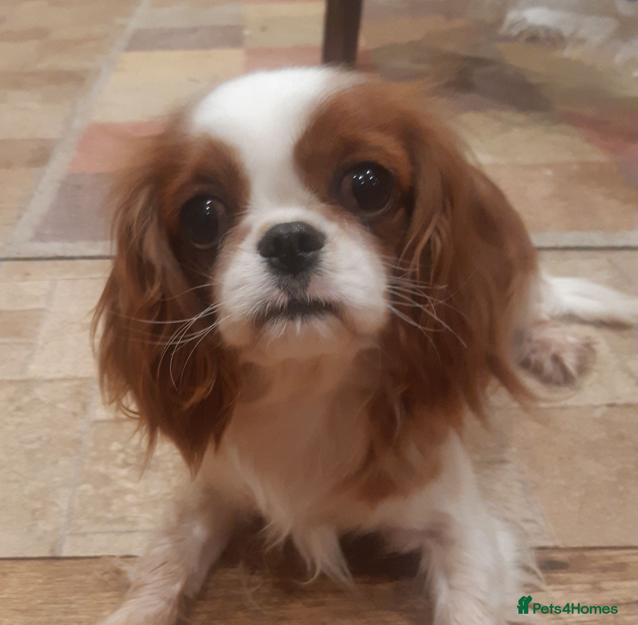 Cavalier King Charles Spaniel dogs Health tested KC registered cavalier - Advert 1