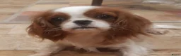 Cavalier King Charles Spaniel dogs for sale: Health tested KC registered cavalier - Advert 1