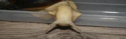 Snails invertebrates for sale: 3 x Giant African Land Snails  - Advert 5