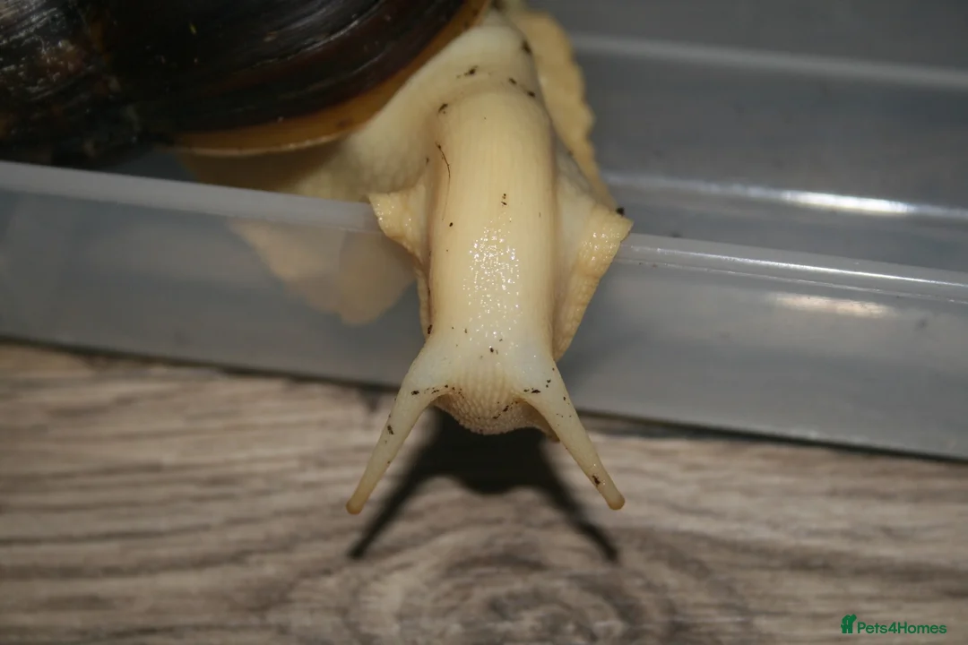 Snails invertebrates for sale: 3 x Giant African Land Snails  - Advert 5