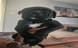 Cane Corso dogs for sale: Cane Corso Pups for Sale  - Image 7