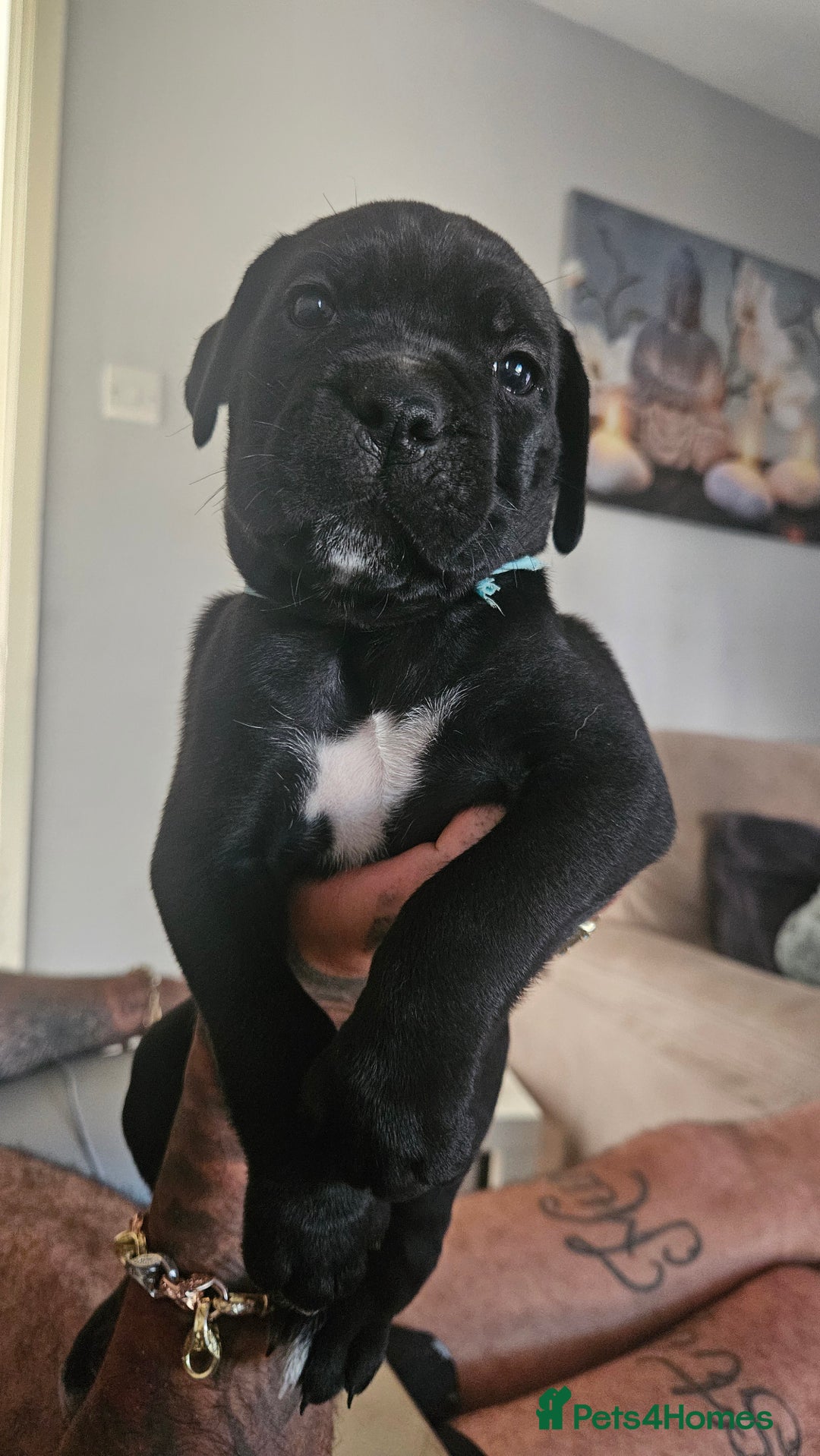 Cane Corso dogs for sale: Cane Corso Pups for Sale  - Image 7