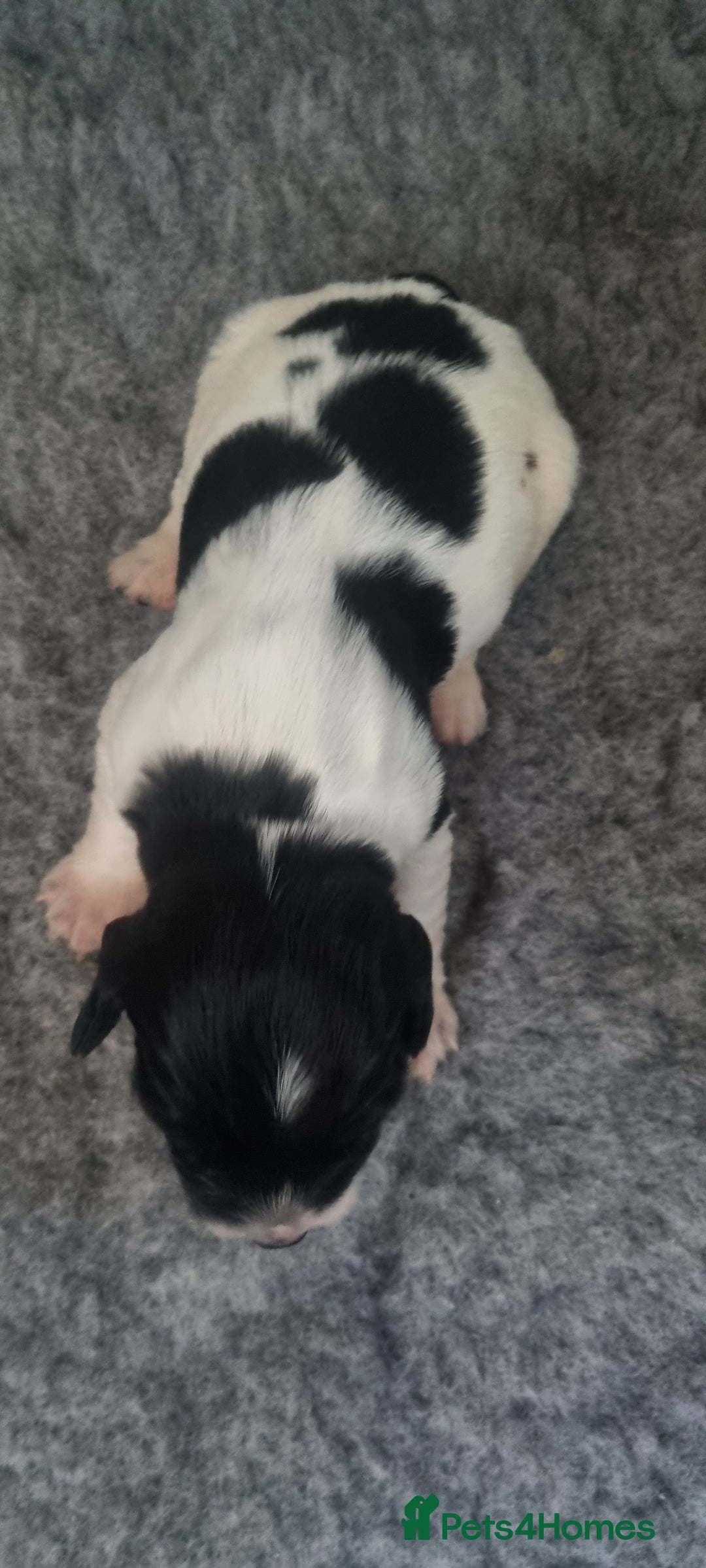 English Springer Spaniel dogs for sale: Kc registered traditional springer pups  - Image 6