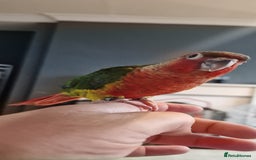 Conures birds for sale: Beautiful fully hand reared conure babys  - Image 13