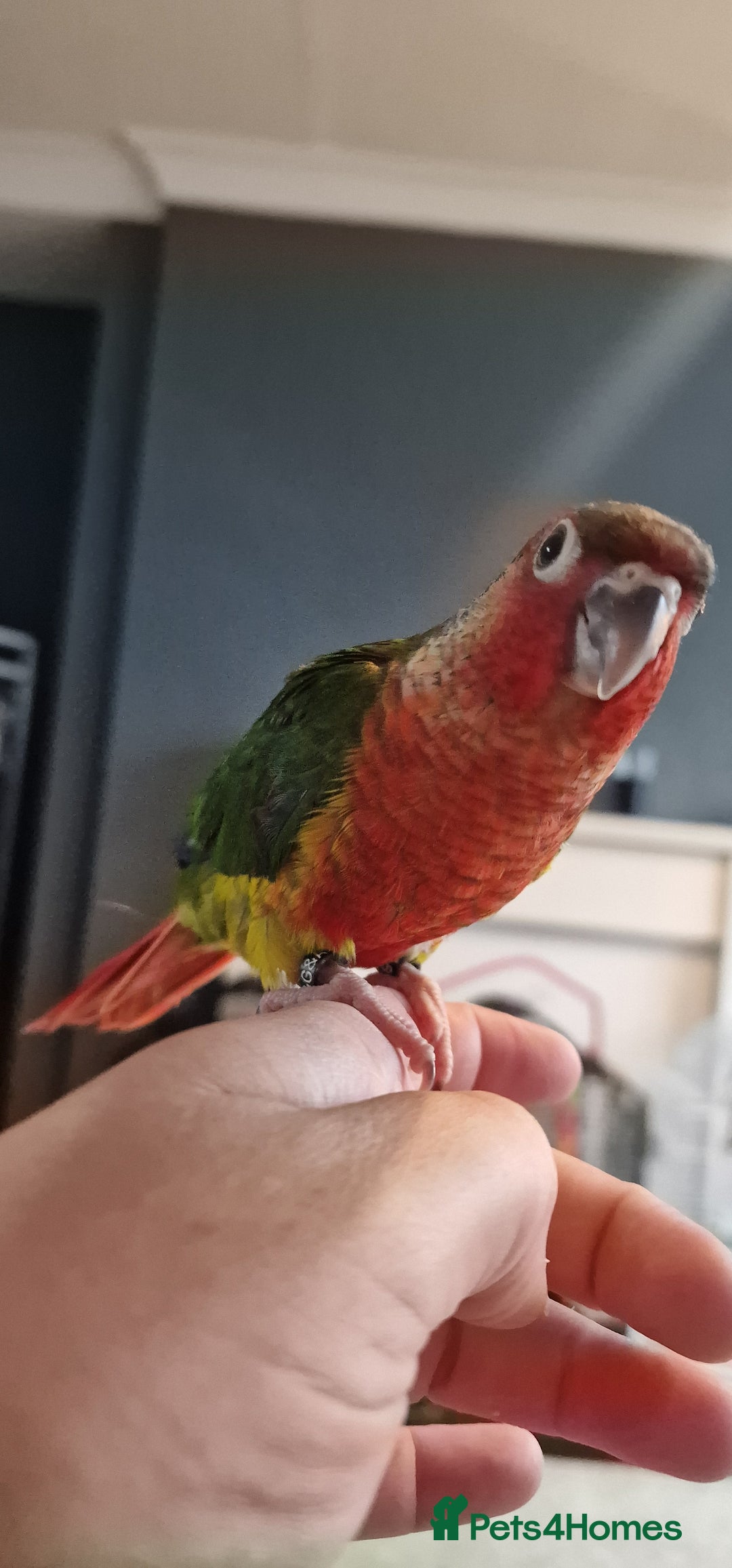 Conures birds for sale: Beautiful fully hand reared conure babys  - Image 13