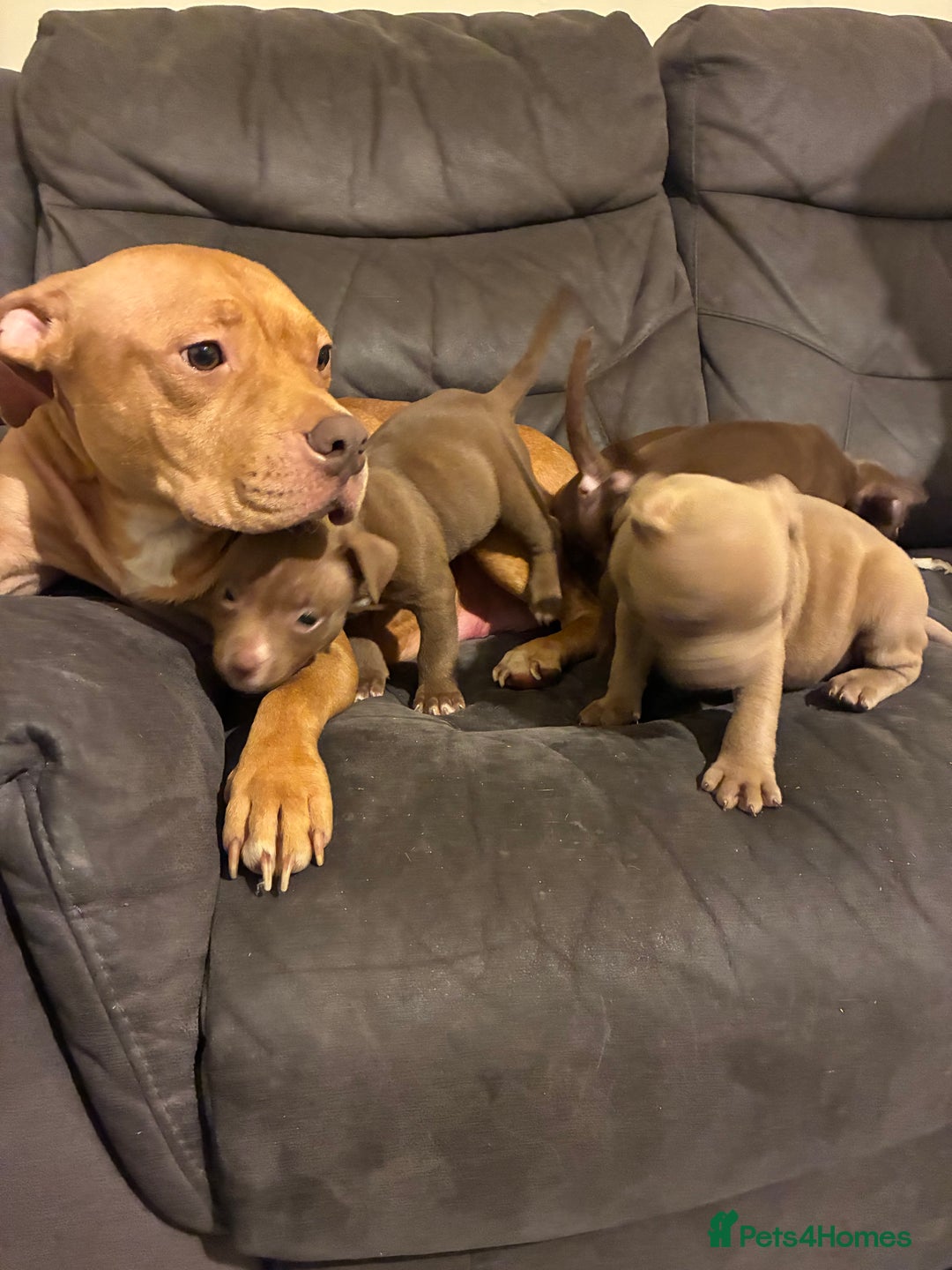 Mixed Breed dogs for sale: American bulldog x micro bully pups  - Advert 4