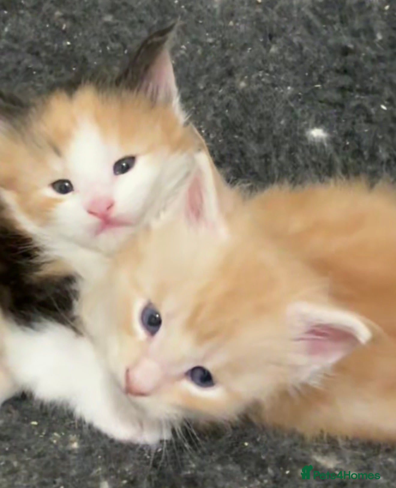 Maine Coon cats Stunning Maine Coon Kittens Red & Tortie Babies - Advert 1