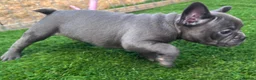 French Bulldog dogs for sale: Blue French bulldog puppies  - Advert 6