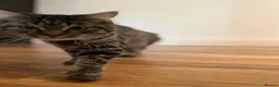 Mixed Breed cats for sale: Beautiful, playful kittens looking for a new home. in London - Advert 5