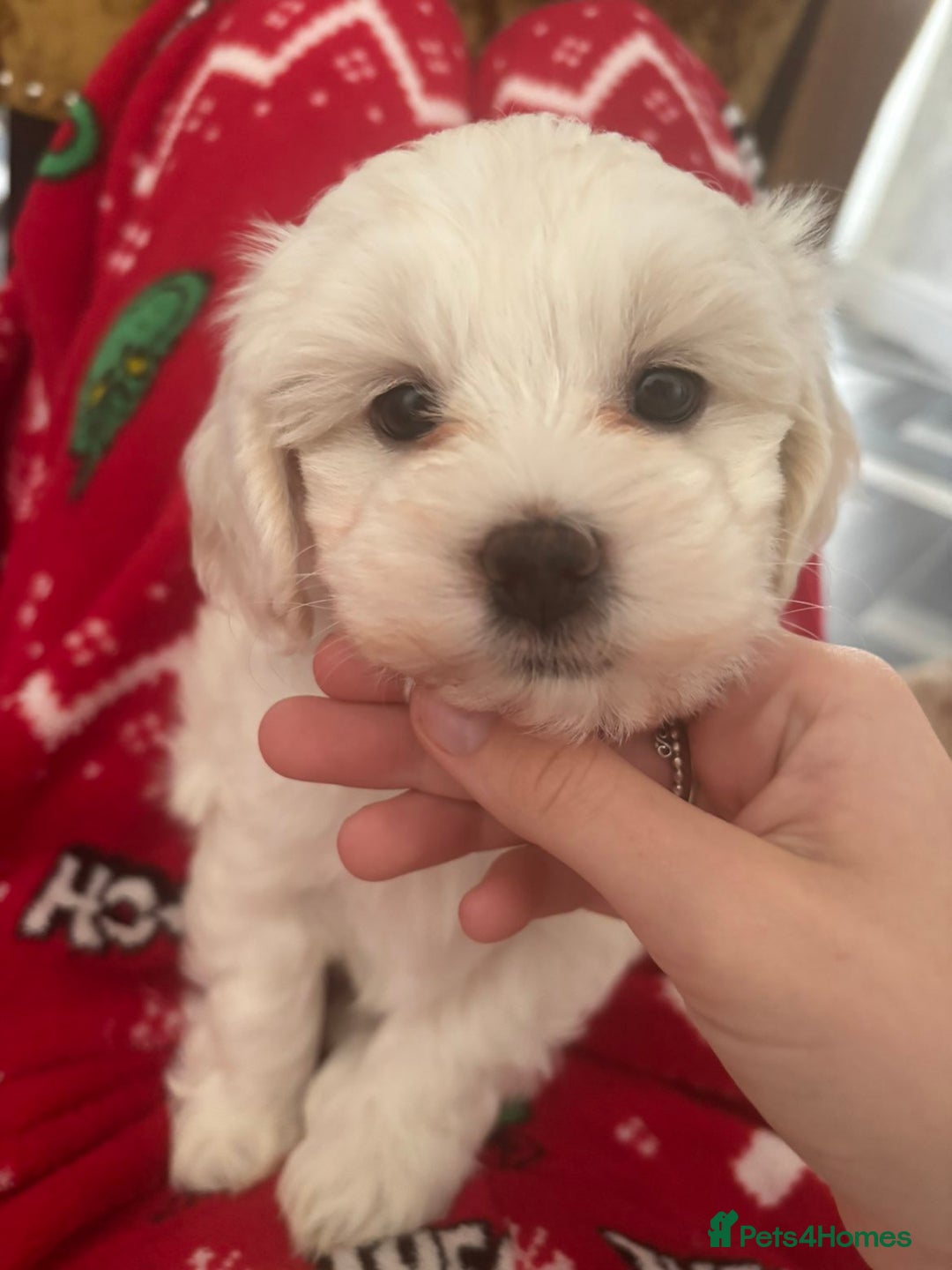 Maltipoo dogs for sale: F1 tiny adorable maltipoo  - Advert 22