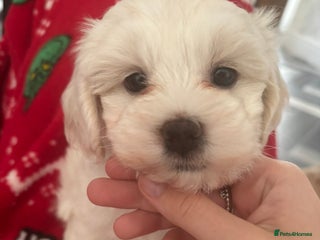 Maltipoo dogs F1 tiny adorable maltipoo - Advert 3