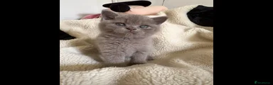 British Shorthair 1