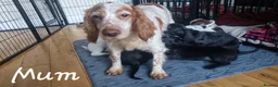 Cocker Spaniel dogs for sale: 7 Beautiful Cocker Spaniel Puppies in Girvan - Advert 2