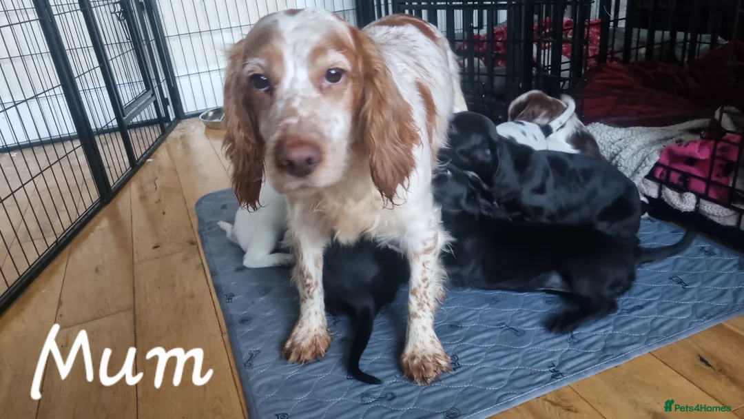 Cocker Spaniel dogs for sale: 7 Beautiful Cocker Spaniel Puppies in Girvan - Advert 2
