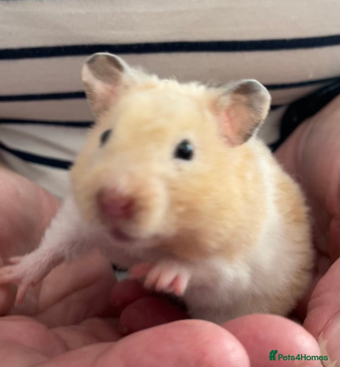 Hamster rodents for sale: Baby Syrian hamsters from show stock  - Image 37