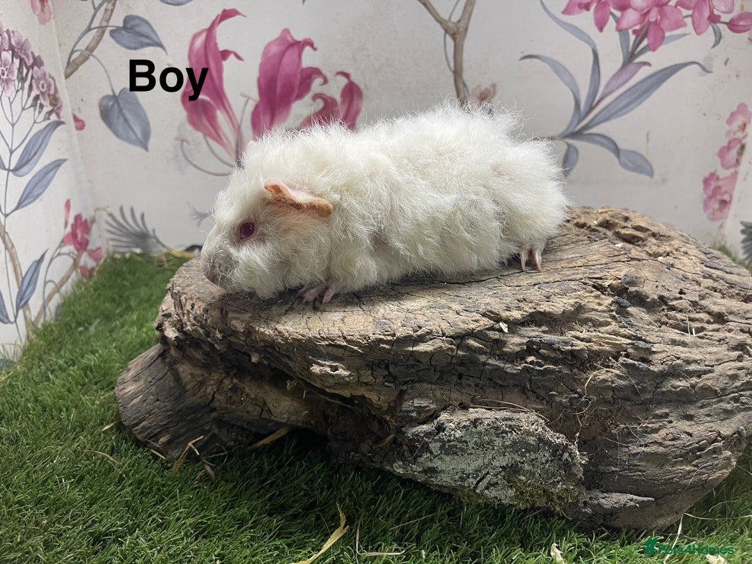 Guinea Pig rodents for sale: Male guinea pigs  - Image 4