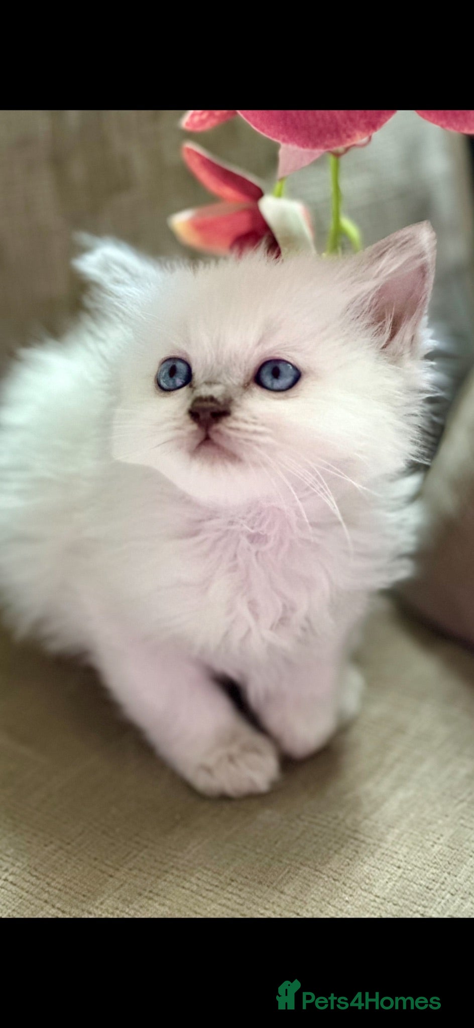 Ragdoll cats ❄️GCCF waiting list open for winter babies❄️ - Advert 15