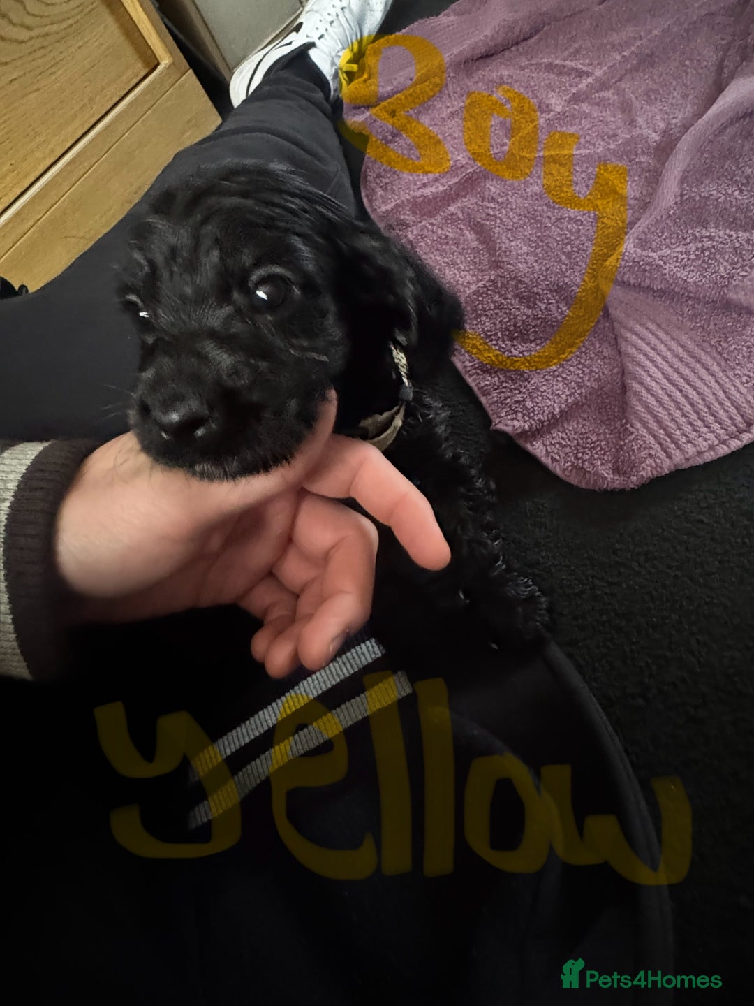 Cocker Spaniel dogs for sale: 3 Black cocker spaniels ready 8th December - Advert 2
