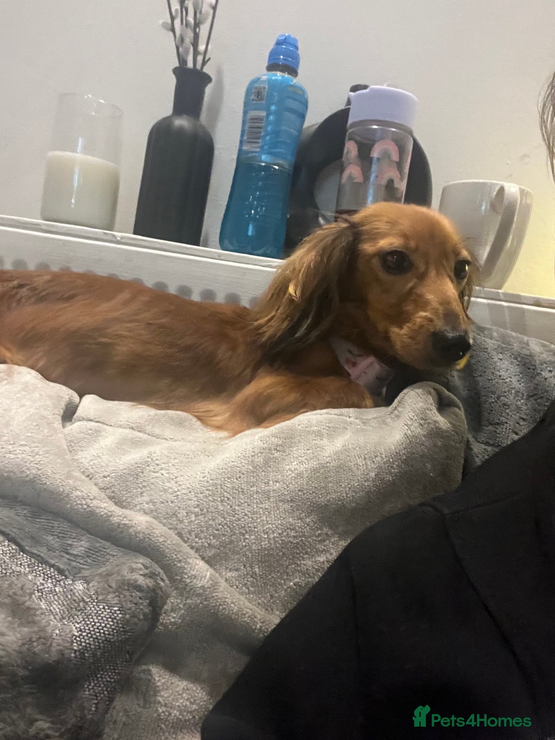 Miniature Dachshund dogs for sale: 2 year old girl Bambi  - Image 2