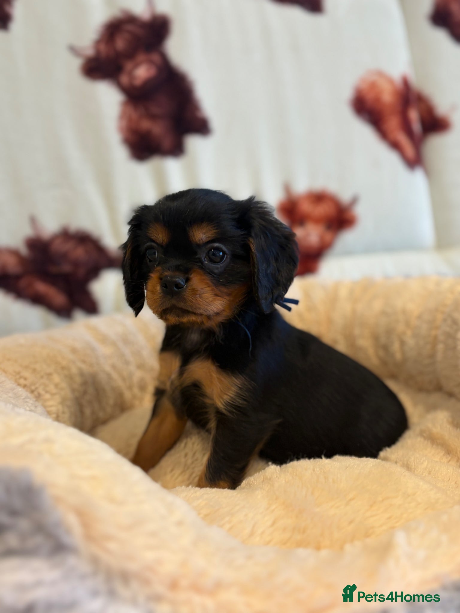 Cavalier King Charles Spaniel dogs Ready to leave next week - kc & health tested pups - Advert 1