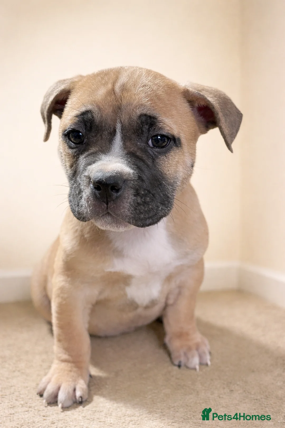 American Bully dogs for sale: ⭐️ 3/4 stunning Pocket bullys mix of colours ⭐️ - Advert 2