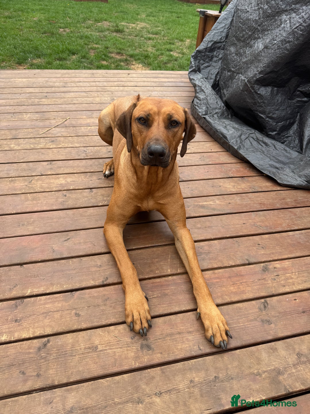 Rhodesian Ridgeback dogs for sale: Pedigree Rhodesian Ridgeback - Image 1