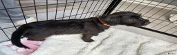 Mixed Breed dogs for sale: Black female LakelandPatterdale terrier - Advert 4