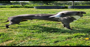 Whippet dogs - Advert 12