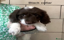 Sproodle dogs for sale: Sproodle puppies, exp breeder, Lancashire  - Image 16