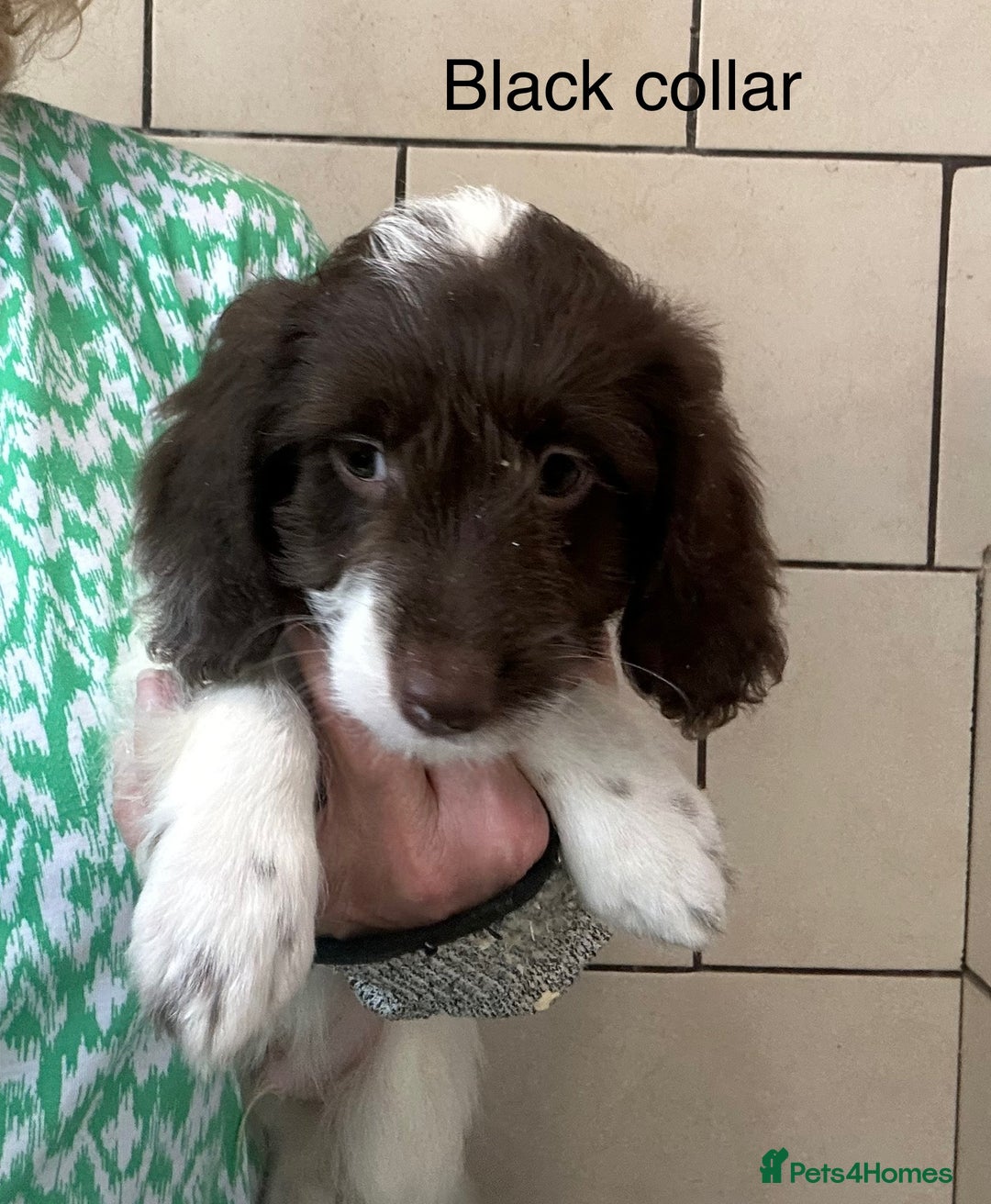 Sproodle dogs for sale: Sproodle puppies, exp breeder, Lancashire  - Image 16