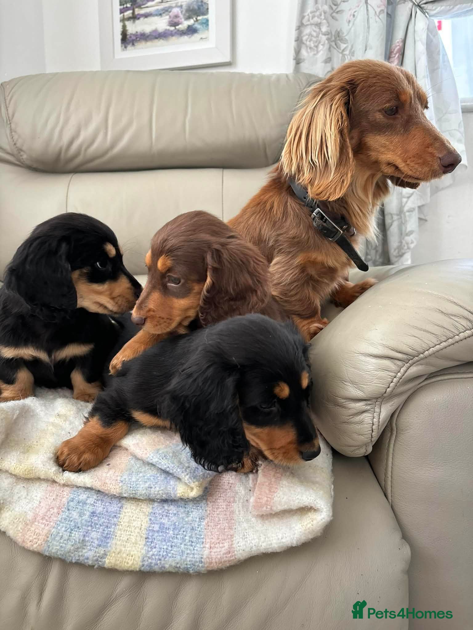 Dachshund dogs Miniature long-haired dachshund - Advert 1