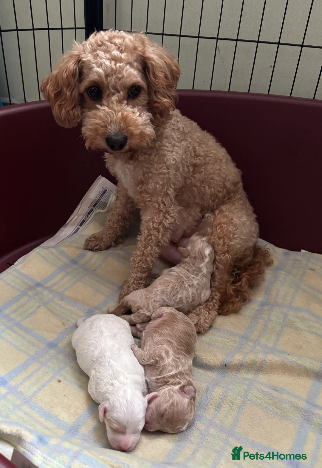 Cockapoo dogs for sale: Cockapoo puppies - Advert 1