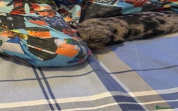 Cavapoo dogs for sale: Merle cavapoo boys  - Advert 13