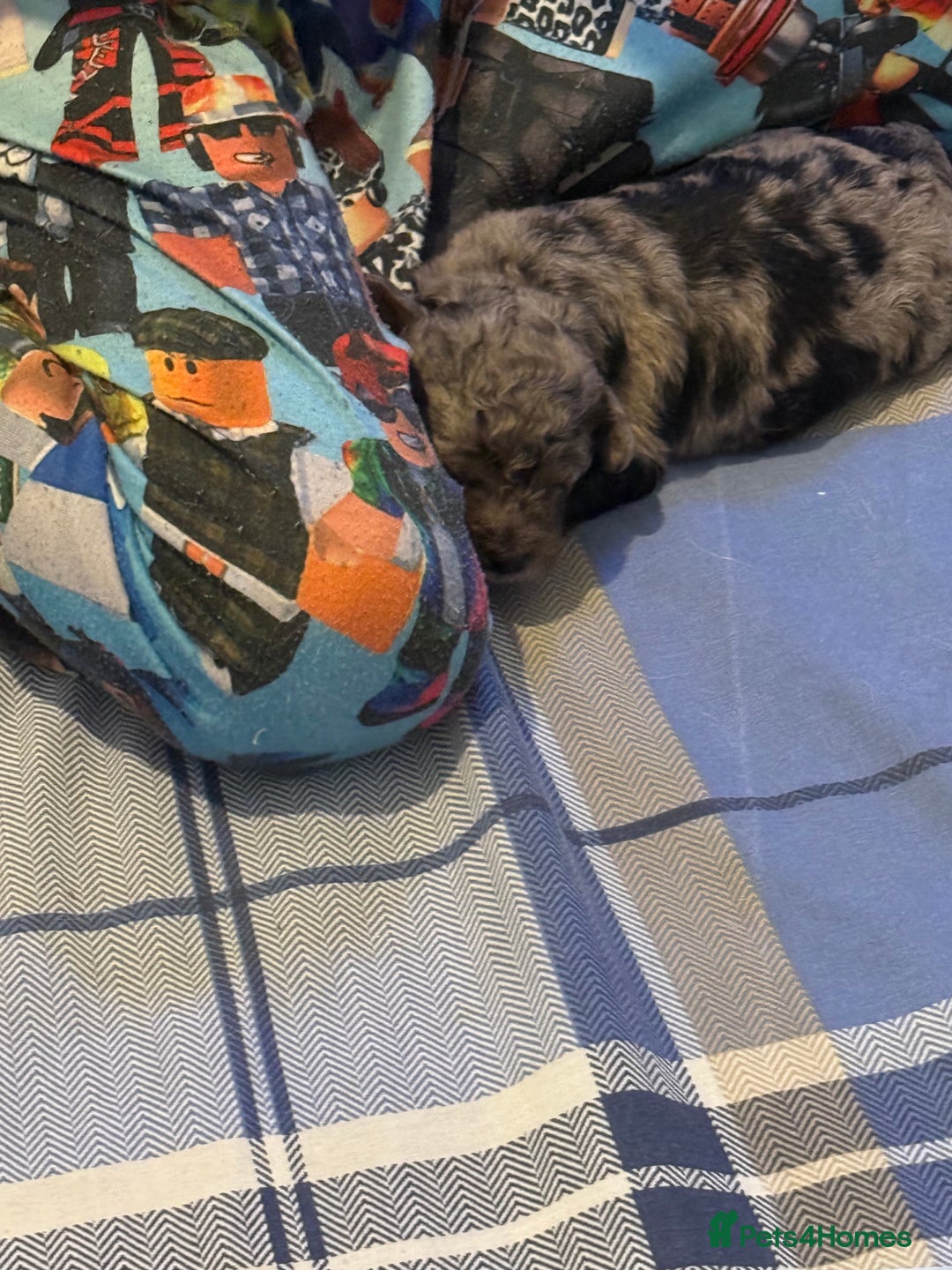 Cavapoo dogs for sale: Merle cavapoo boys  - Advert 13