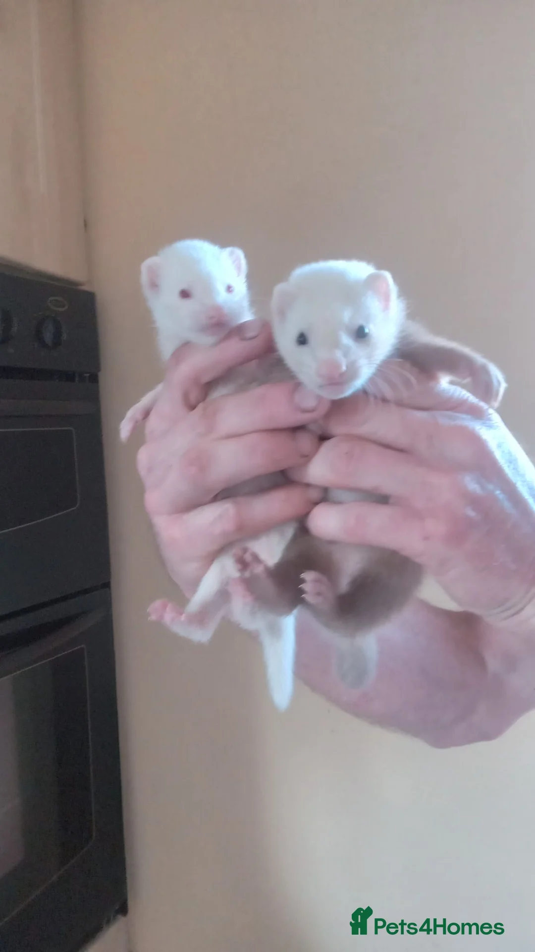 Ferret rodents for sale: Ferrets - Advert 2